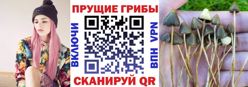 дарнет шоп  Нязепетровск  Псилоцибиновые грибы MAGIC MUSHROOMS 